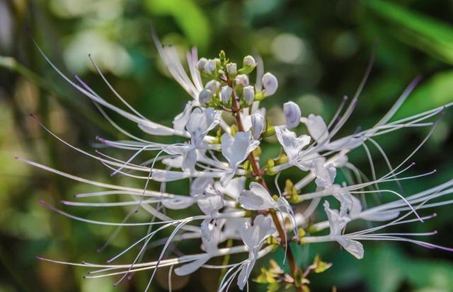 ortosifon-plantamedicinal