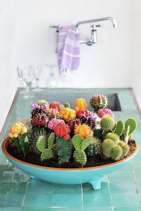 Decorar con plantas cactus