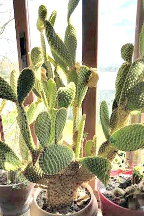 Decorar con plantas cactus grandes