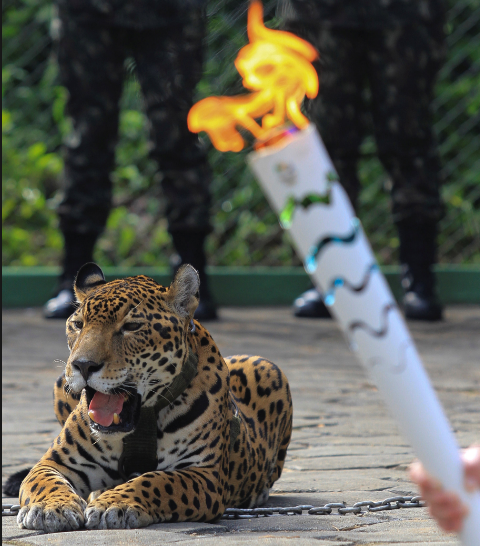 jaguar olimpiadas brasil