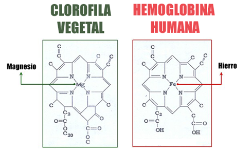 clorofila_hemoglobina
