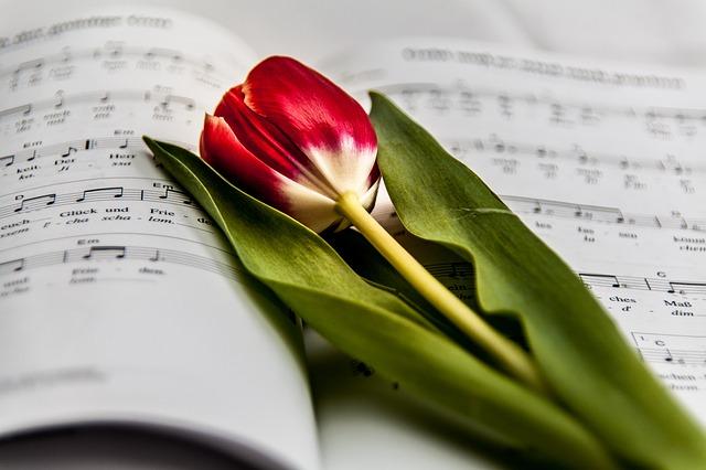 musica tulipan