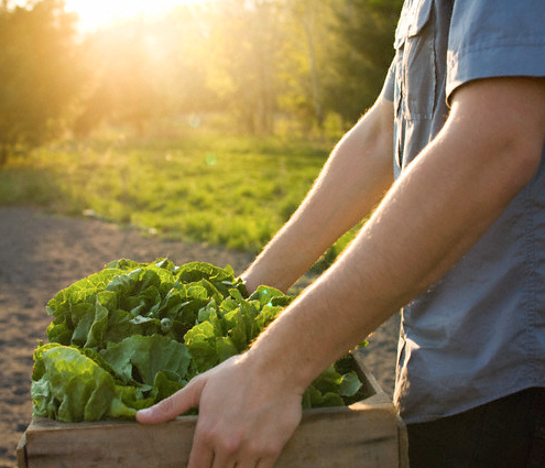 agricultura