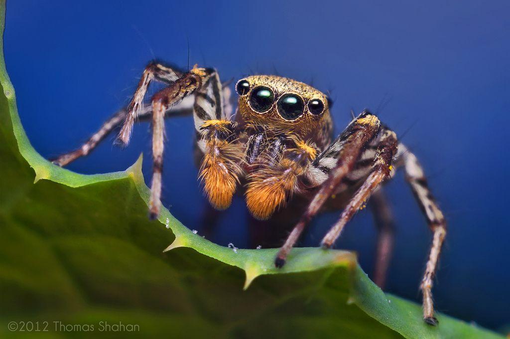 Male Dimorphic Jumping Spider