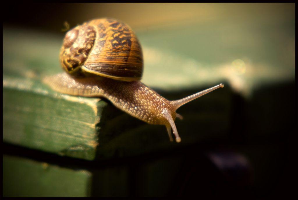macro snail 