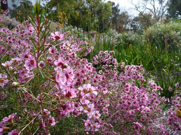 Chamelaucium uncinatum, Flor de cera