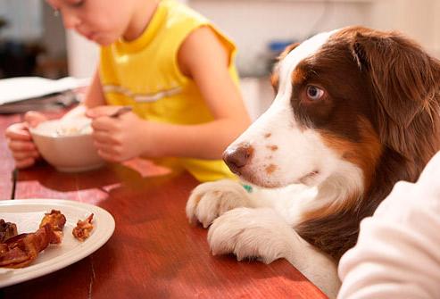 mi perro no come el pienso