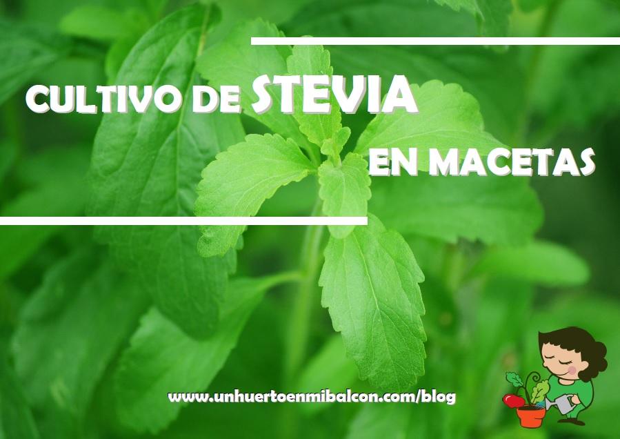 plantar stevia