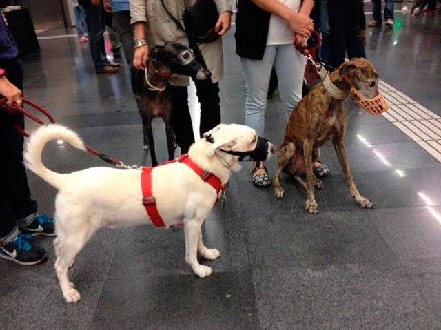 primeros-perros-usando-metro-barcelona