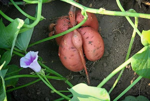 Cómo plantar batatas o boniatos