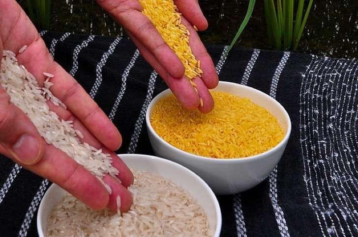 640px-Golden_Rice