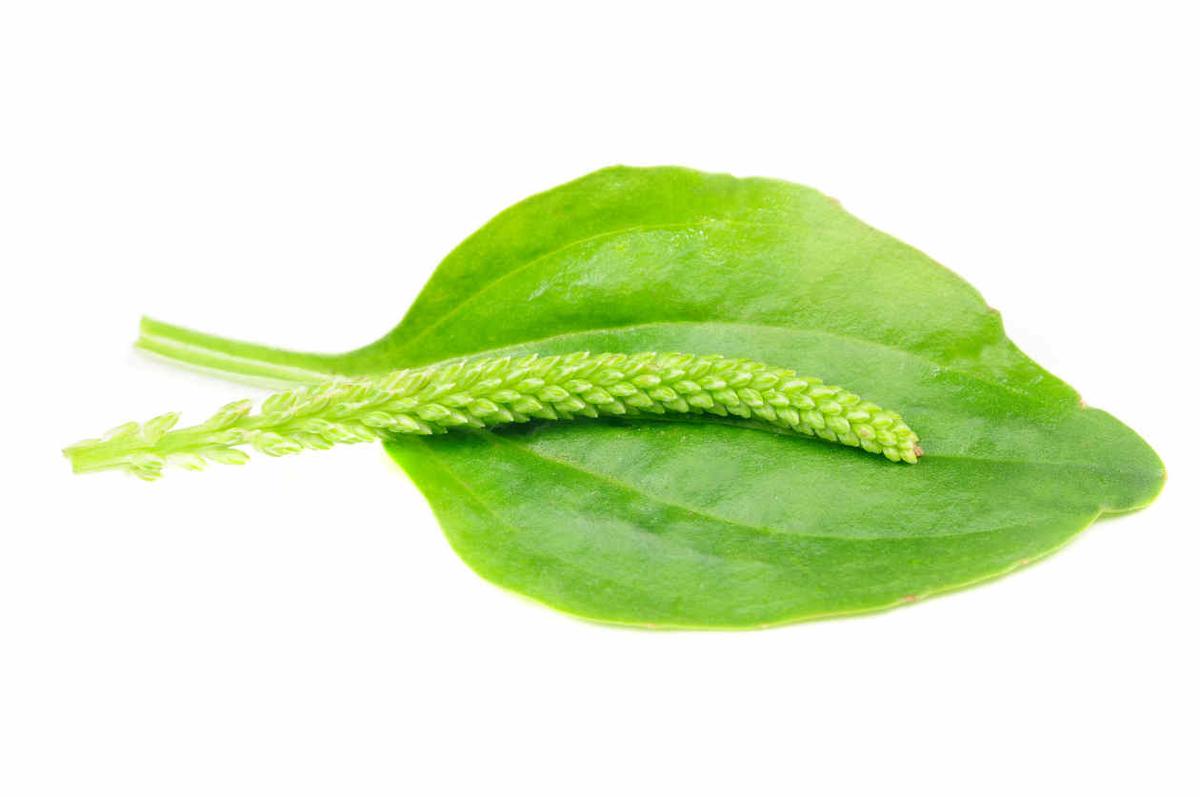 plantago-plantamedicinal