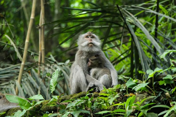 ubud-monkeys