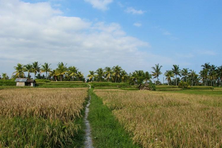 campos-arroz-bali