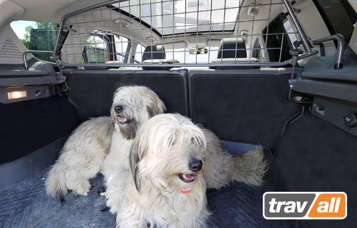 ¿Cómo viajar con tu perro en coche?