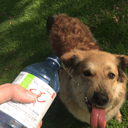 gif perro tomando agua