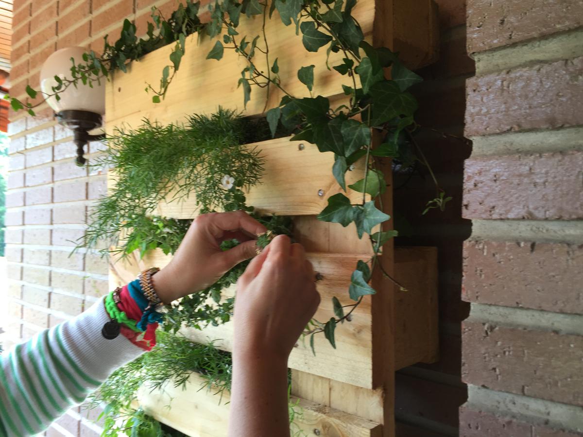 sacamos las plantas por los agujeros con cuidado