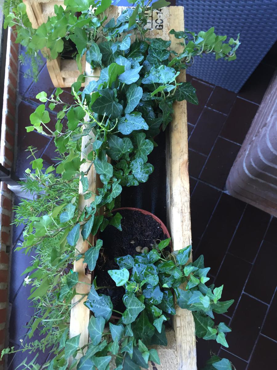 colocamos los tiestos en los travesaños