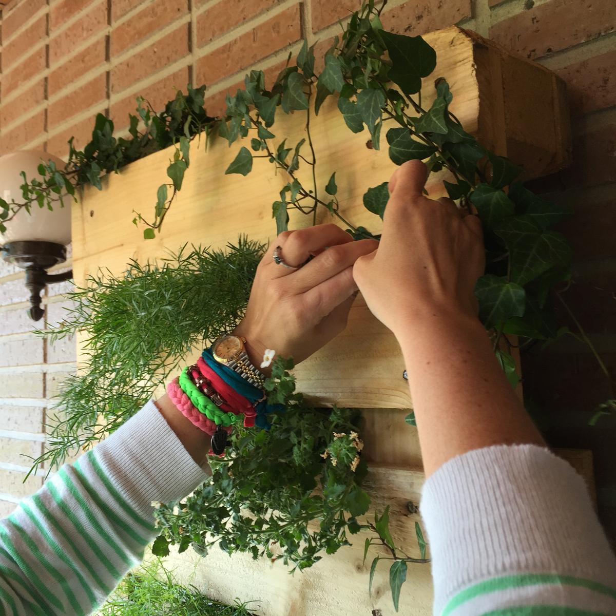 colocamos las plantas con cuidado