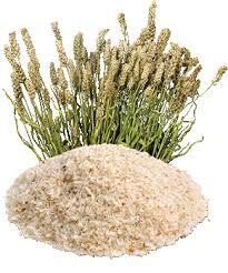 Psyllium