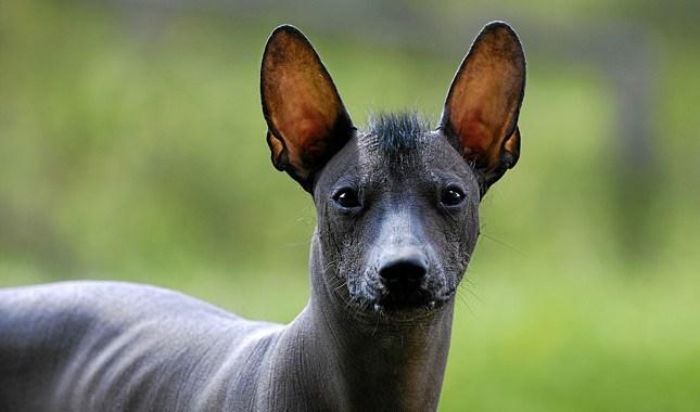 Xoloitzcuintli