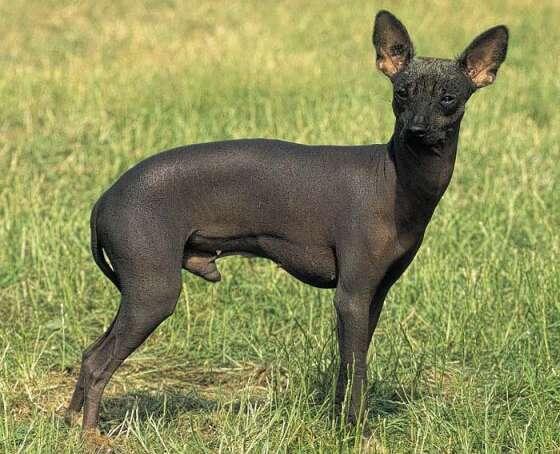 Terrier sin pelo Americano