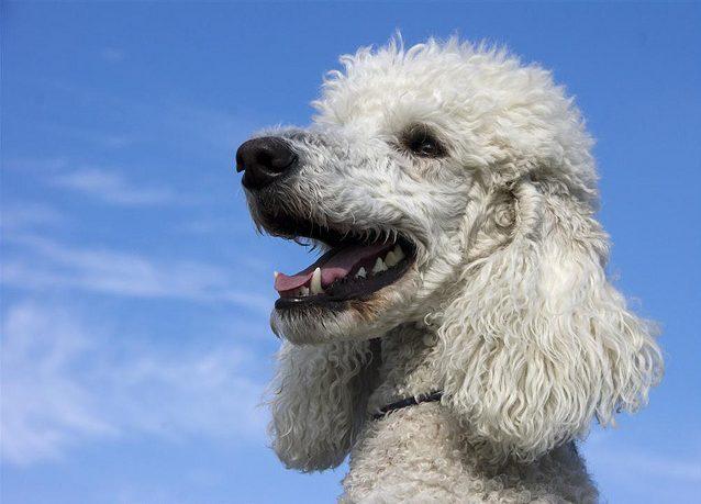 perro caniche jugando