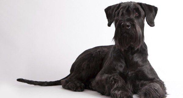 Scnnauzer Gigante