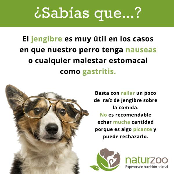 El jengibre es muy útil en los casos en que nuestro perro tenga nauseas o cualquier malestar estomacal como gastritis.