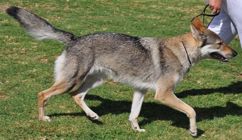 Entrenamiento del Perro Lobo Checoslovaco