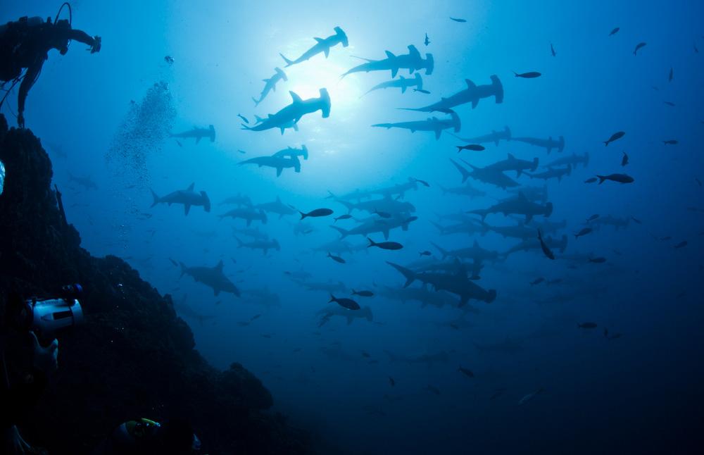 Reserva de la Biósfera Archipiélago de Revillagigedo.