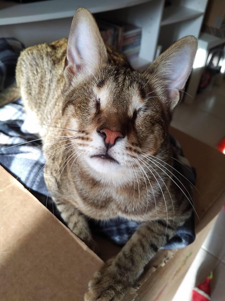 Blue gatito ciego
