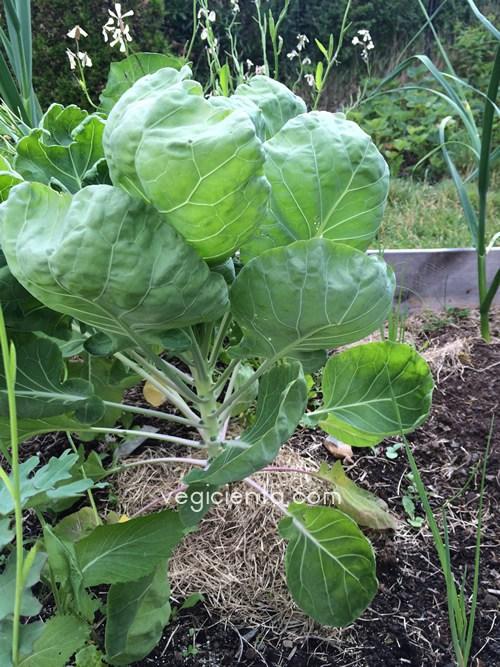 repollitos-bruselas-vegicienta-status