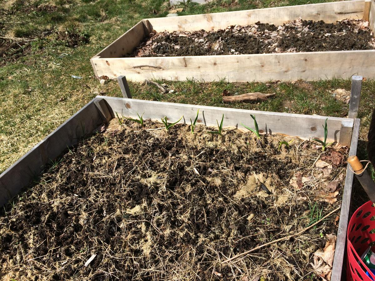 ajo-primavera-vegicienta