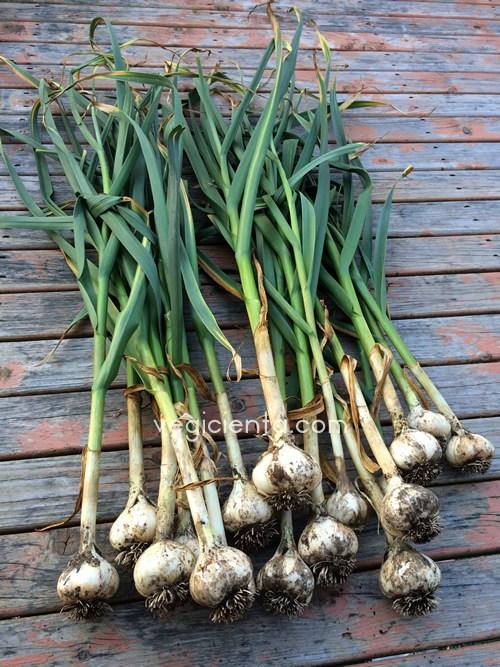 ajo-cosecha-vegicienta-post