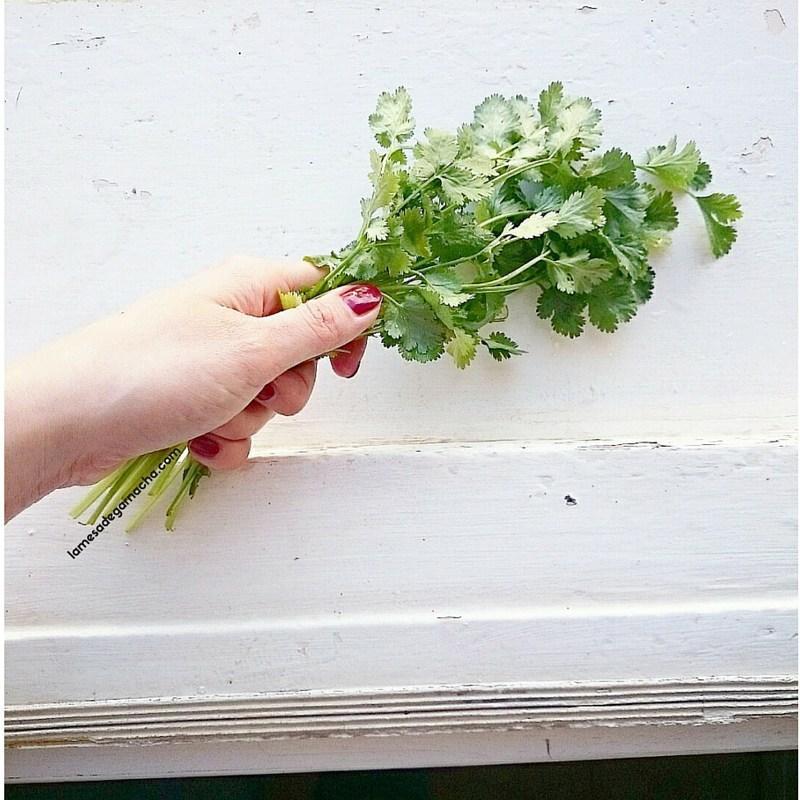 cilantro