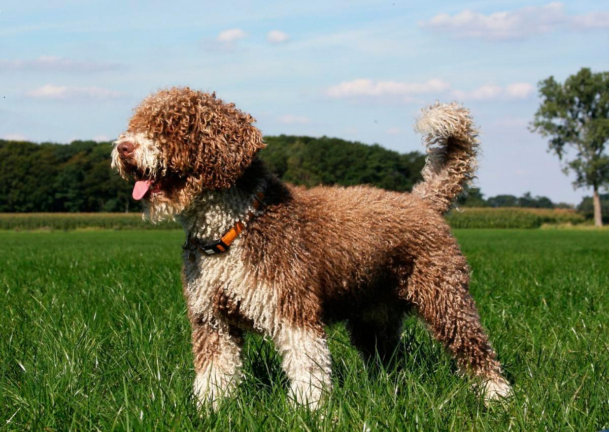 perro de agua portugues