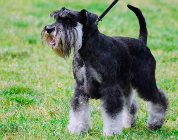 schnauzer miniatura
