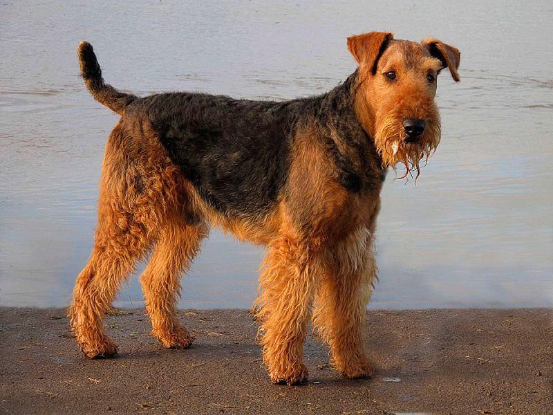 airedale terrier