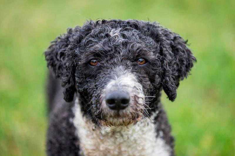 perro de agua español