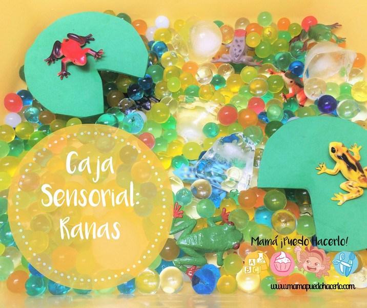 Caja sensorial rana