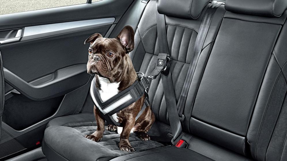 como-viajar-con-mascotas-en-el-coche
