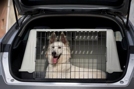 perro-transportin-coche