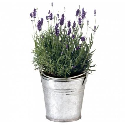 lavanda-en-tiesto-zinc