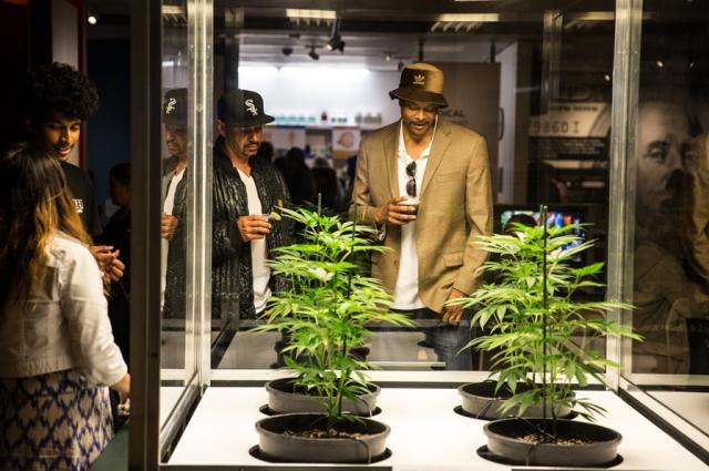 Visitors examine live cannabis plants inside the &quot;Alien&quot; case. Photo: Odell Hussey Photography