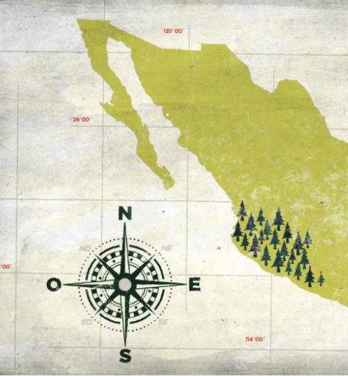 reforestación México