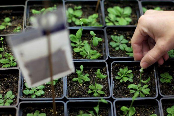 Semilleros de plantas..