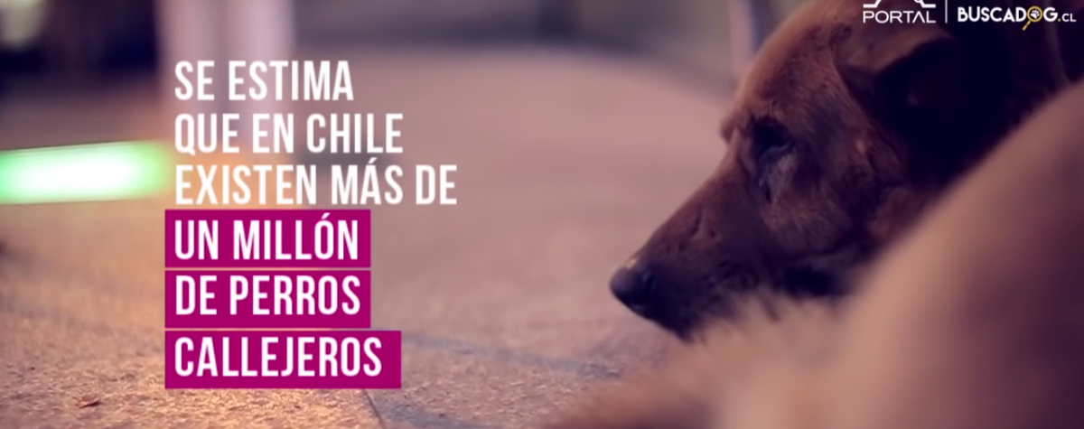 Buscadog: el proyecto que cambiará la vida de muchos perros de la calle