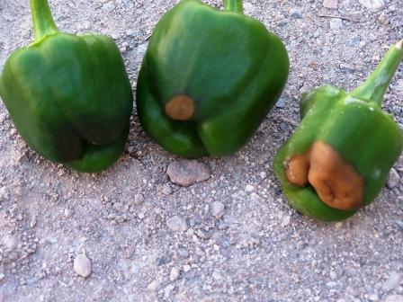 podredumbre apical pimiento