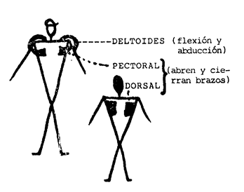 Musculos Hombro